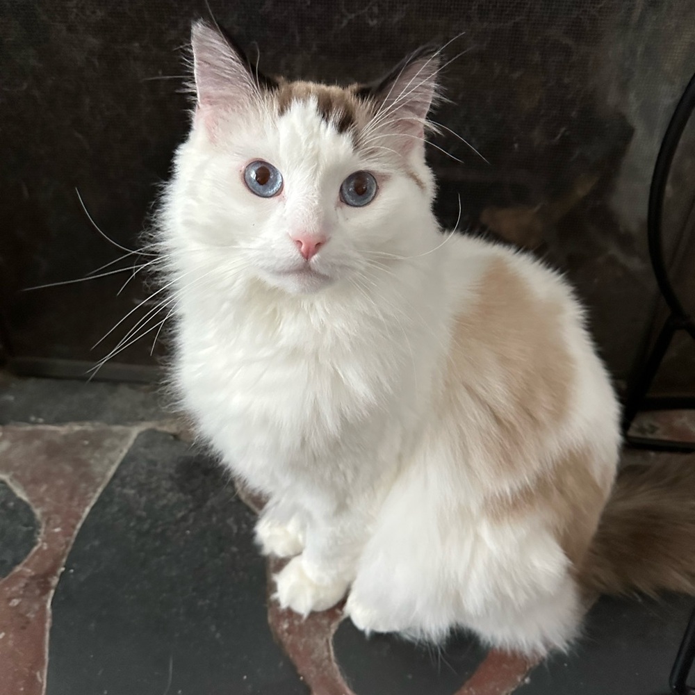Meet your Posher, Olivia